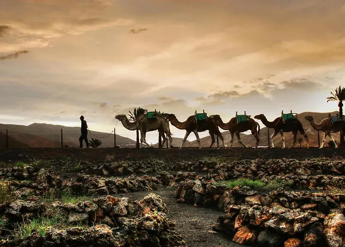 Home2book Cute Alexia Puerto Del Carmen, Terrace Puerto del Carmen (Lanzarote)